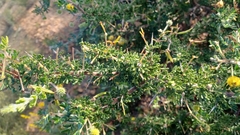 Acacia pulchella
