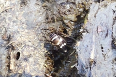 Planaphrodes