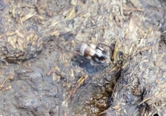 Planaphrodes