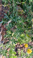 Acacia pulchella