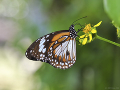 Danaus affinis malayana