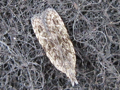 Tornodoxa paraleptopalta