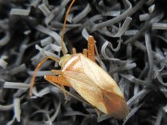 Adelphocoris piceosetosus