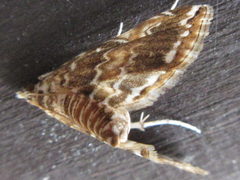 Elophila turbata