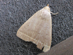 Simplicia rectalis