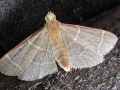 Hypsopygia glaucinalis