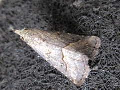 Schrankia separatalis