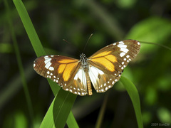 Danaus affinis malayana