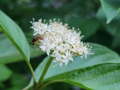 Strangalia luteicornis