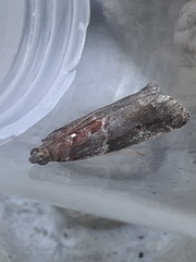 Acrobasis suavella