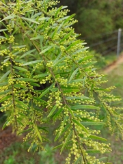 Acacia fimbriata