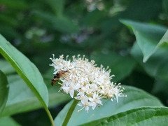 Strangalia luteicornis