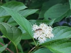 Strangalia luteicornis