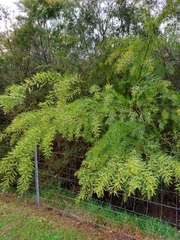 Acacia fimbriata