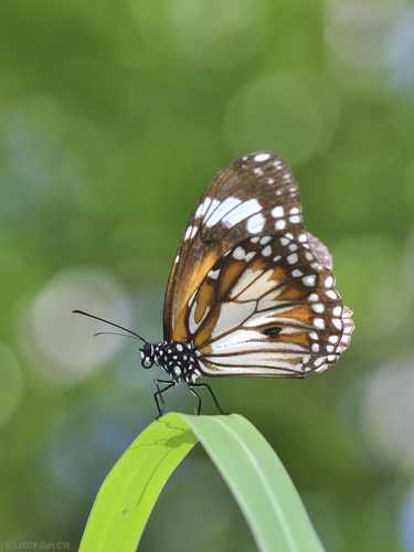 Swamp Tiger Butterfly photo 3