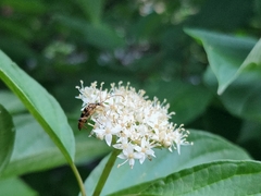 Strangalia luteicornis