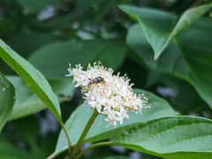 Strangalia luteicornis