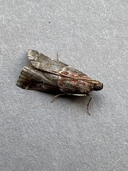 Acrobasis suavella