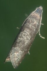 Grapholita funebrana