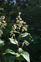 Parasenecio hastatus