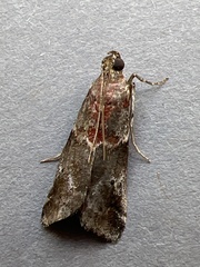 Acrobasis suavella