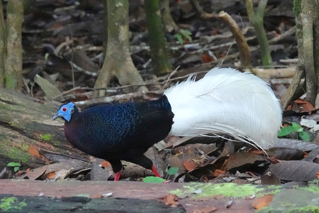 Bulwer's Pheasant photo