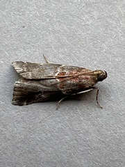 Acrobasis suavella