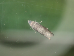 Grapholita funebrana