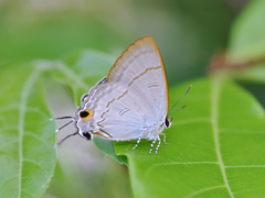Hypolycaena erylus