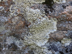 Lepraria membranacea