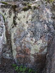 Lepraria membranacea