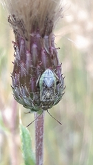Stictopleurus crassicornis