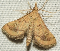 Metasia ibericalis
