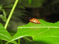 Iphiclus sedecimmaculatus