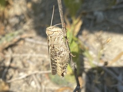 Calliptamus italicus