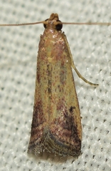 Metallostichodes nigrocyanella