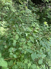 Spiraea chamaedryfolia