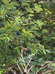 Aethriamanta brevipennis