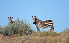 Equus zebra hartmannae