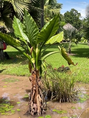 Typhonodorum lindleyanum