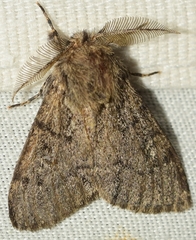 Ocneria atlantica