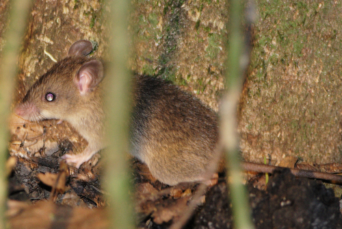 Rattus leucopus observed 2009-12-23