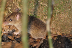 Rattus leucopus