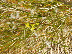Scheuchzeria palustris