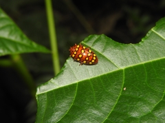 Iphiclus sedecimmaculatus