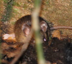 Rattus leucopus