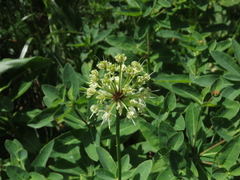 Allium victorialis