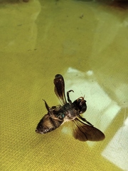 Megachile disjunctiformis