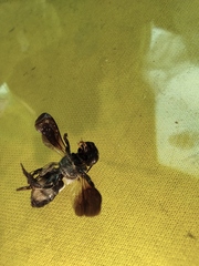 Megachile disjunctiformis