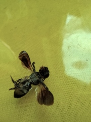 Megachile disjunctiformis